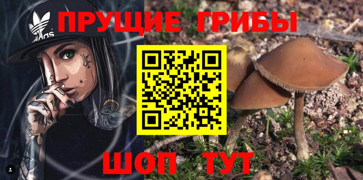Псилоцибиновые грибы Psilocybe Соликамск